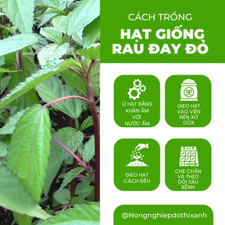 Hạt Giống Rau Đay Đỏ 10gram/50gram Đại Địa, Hạt Giống Nảy Mầm Tốt, Năng Suất Cao, Trông Quanh Năm