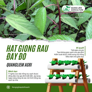 Hạt Giống Rau Đay Đỏ 10gram/50gram Đại Địa, Hạt Giống Nảy Mầm Tốt, Năng Suất Cao, Trông Quanh Năm