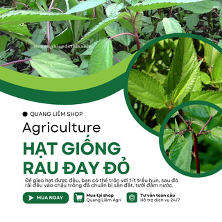 Hạt Giống Rau Đay Đỏ 10gram/50gram Đại Địa, Hạt Giống Nảy Mầm Tốt, Năng Suất Cao, Trông Quanh Năm