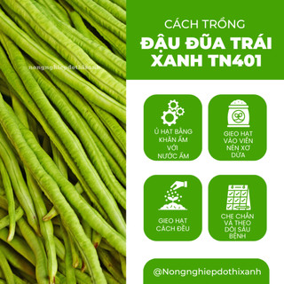 Đậu Đũa Trái Xanh TN401 Trang Nông (50gram), hạt giống nảy mầm tốt, năng suất cao, trông quanh năm