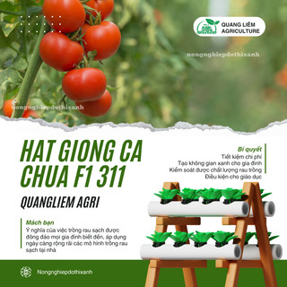 Hạt Giống Cà Chua F1 311  (0.5gr) Đại Địa, Hạt Giống Nảy Mầm Tốt, Năng Suất Cao, Trông Quanh Năm