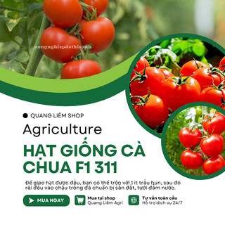 Hạt Giống Cà Chua F1 311  (0.5gr) Đại Địa, Hạt Giống Nảy Mầm Tốt, Năng Suất Cao, Trông Quanh Năm