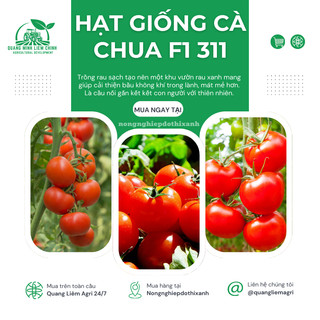 Hạt Giống Cà Chua F1 311  (0.5gr) Đại Địa, Hạt Giống Nảy Mầm Tốt, Năng Suất Cao, Trông Quanh Năm