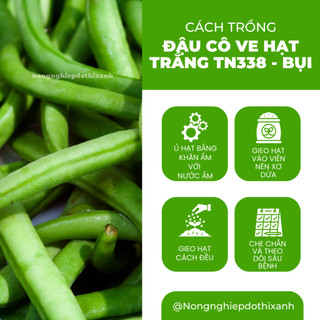 Đậu Cô Ve Hạt Trắng TN338 Trang Nông- Bụi (10gr), hạt giống nảy mầm tốt, năng suất cao quanh năm