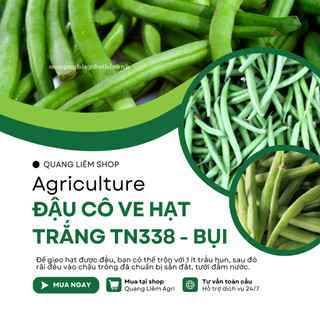 Đậu Cô Ve Hạt Trắng TN338 Trang Nông- Bụi (10gr), hạt giống nảy mầm tốt, năng suất cao quanh năm