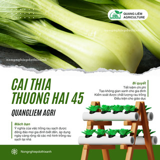Cải Thìa Thượng Hải 45 Túi 20gram - 100gram Đại Địa, Hạt Giống Nảy Mầm Tốt, Năng Suất Cao