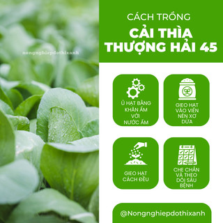 Cải Thìa Thượng Hải 45 Túi 20gram - 100gram Đại Địa, Hạt Giống Nảy Mầm Tốt, Năng Suất Cao