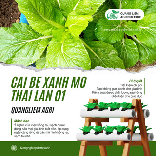 Cải bẹ xanh mỡ thái lan 01 GÓI 20GRAM/100GRAM - Đại Địa, Hạt Giống Nảy Mầm Tốt, Năng Suất Cao