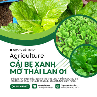 Cải bẹ xanh mỡ thái lan 01 GÓI 20GRAM/100GRAM - Đại Địa, Hạt Giống Nảy Mầm Tốt, Năng Suất Cao