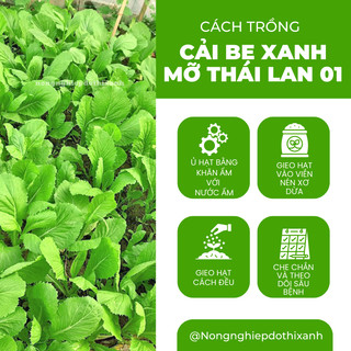 Cải bẹ xanh mỡ thái lan 01 GÓI 20GRAM/100GRAM - Đại Địa, Hạt Giống Nảy Mầm Tốt, Năng Suất Cao