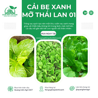 Cải bẹ xanh mỡ thái lan 01 GÓI 20GRAM/100GRAM - Đại Địa, Hạt Giống Nảy Mầm Tốt, Năng Suất Cao