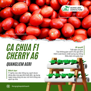 Cà Chua F1 Cherry A6 Gói 0.5gram - Đại Địa, Hạt Giống Nảy Mầm Tốt, Năng Suất Cao, Trông Quanh Năm