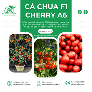 Cà Chua F1 Cherry A6 Gói 0.5gram - Đại Địa, Hạt Giống Nảy Mầm Tốt, Năng Suất Cao, Trông Quanh Năm
