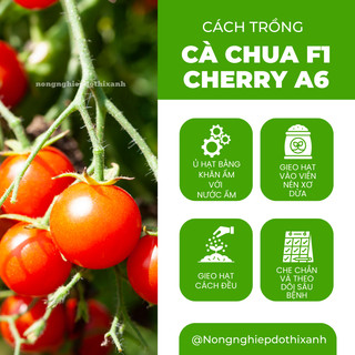 Cà Chua F1 Cherry A6 Gói 0.5gram - Đại Địa, Hạt Giống Nảy Mầm Tốt, Năng Suất Cao, Trông Quanh Năm