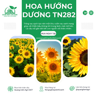 Hoa Hướng Dương TN282 Trang Nông (5gram), hạt giống nảy mầm tốt, năng suất cao, trông quanh năm