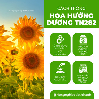 Hoa Hướng Dương TN282 Trang Nông (5gram), hạt giống nảy mầm tốt, năng suất cao, trông quanh năm
