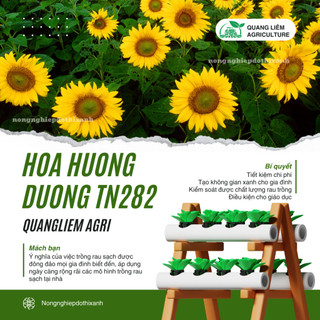 Hoa Hướng Dương TN282 Trang Nông (5gram), hạt giống nảy mầm tốt, năng suất cao, trông quanh năm