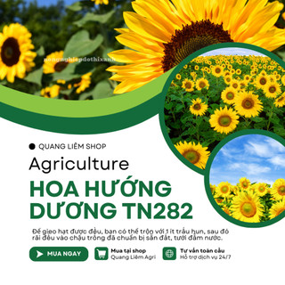 Hoa Hướng Dương TN282 Trang Nông (5gram), hạt giống nảy mầm tốt, năng suất cao, trông quanh năm