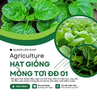 Hạt Giống Mồng Tơi ĐĐ 01 (Gói 50gram/100gram) - Đại Địa, Hạt Giống Nảy Mầm Tốt, Năng Suất Cao