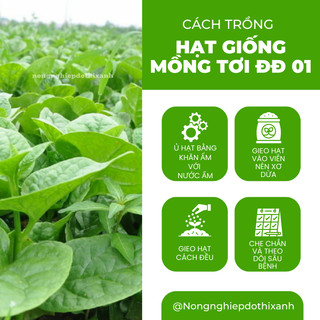 Hạt Giống Mồng Tơi ĐĐ 01 (Gói 50gram/100gram) - Đại Địa, Hạt Giống Nảy Mầm Tốt, Năng Suất Cao