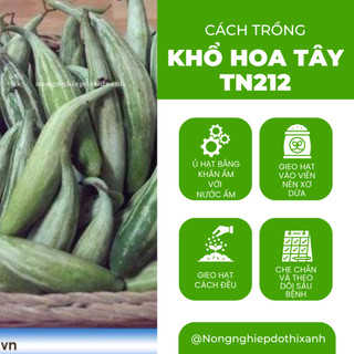 Khổ Hoa Tây TN212 Trang Nông (20gram), hạt giống nảy mầm tốt, năng suất cao, trông quanh năm