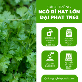 Ngò Rí Lớn Đại Phát TN62 Trang Nông (80gram),  hạt giống nảy mầm tốt, năng suất cao, trông quanh năm