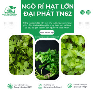 Ngò Rí Lớn Đại Phát TN62 Trang Nông (80gram),  hạt giống nảy mầm tốt, năng suất cao, trông quanh năm