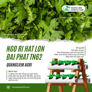 Ngò Rí Lớn Đại Phát TN62 Trang Nông (80gram),  hạt giống nảy mầm tốt, năng suất cao, trông quanh năm