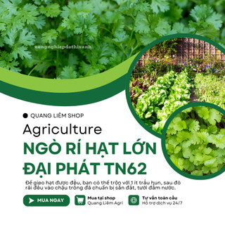 Ngò Rí Lớn Đại Phát TN62 Trang Nông (80gram),  hạt giống nảy mầm tốt, năng suất cao, trông quanh năm