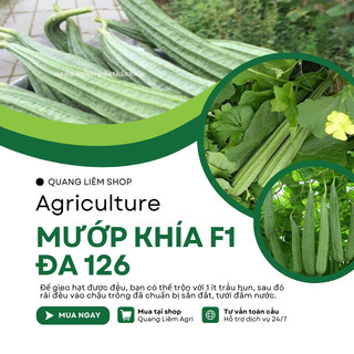 Mướp Khía F1 Đa 126 Đại An - 1gram, Hạt Giống Nảy Mầm Tốt, Năng Suất Cao, Trông Quanh Năm