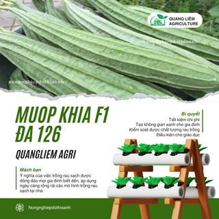 Mướp Khía F1 Đa 126 Đại An - 1gram, Hạt Giống Nảy Mầm Tốt, Năng Suất Cao, Trông Quanh Năm