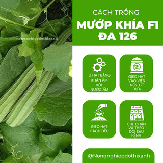 Mướp Khía F1 Đa 126 Đại An - 1gram, Hạt Giống Nảy Mầm Tốt, Năng Suất Cao, Trông Quanh Năm