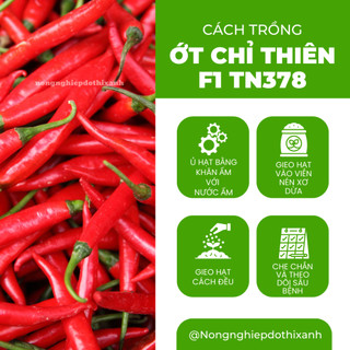 Ớt Chỉ Thiên F1 TN378 Trang Nông (0.4gram), hạt giống nảy mầm tốt, năng suất cao, trông quanh năm