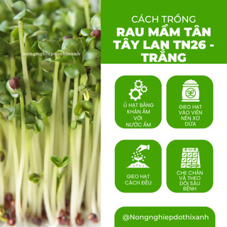 Rau Mầm Tân Tây Lan TN26 - TRẮNG Trang Nông (100gr), nảy mầm tốt, năng suất cao, trông quanh năm