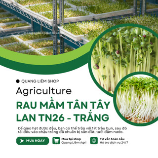 Rau Mầm Tân Tây Lan TN26 - TRẮNG Trang Nông (100gr), nảy mầm tốt, năng suất cao, trông quanh năm