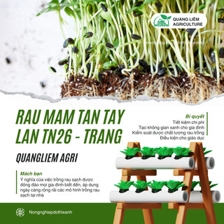 Rau Mầm Tân Tây Lan TN26 - TRẮNG Trang Nông (100gr), nảy mầm tốt, năng suất cao, trông quanh năm