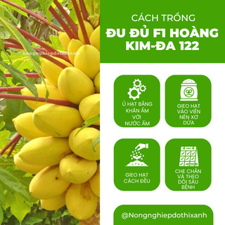 Đu Đủ F1 Hoàng Kim ĐA 122 (5 Hạt) Đại An, Hạt Giống Nảy Mầm Tốt, Năng Suất Cao, Trông Quanh Năm