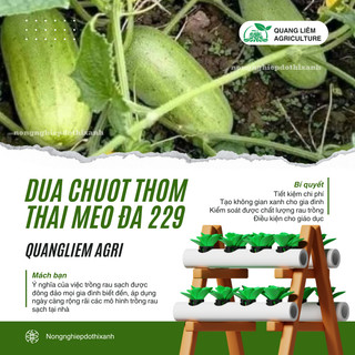 Dưa Chuột Thơm Thái Mèo Đa 229 Đại An - Túi 0.5gram, Hạt Giống Nảy Mầm Tốt, Năng Suất Cao