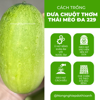Dưa Chuột Thơm Thái Mèo Đa 229 Đại An - Túi 0.5gram, Hạt Giống Nảy Mầm Tốt, Năng Suất Cao