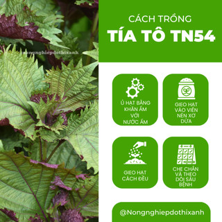 Tía Tô TN54 Trang Nông (1gram), hạt giống nảy mầm tốt, năng suất cao, trông quanh năm