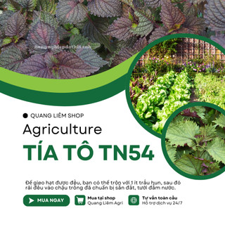 Tía Tô TN54 Trang Nông (1gram), hạt giống nảy mầm tốt, năng suất cao, trông quanh năm