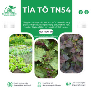 Tía Tô TN54 Trang Nông (1gram), hạt giống nảy mầm tốt, năng suất cao, trông quanh năm