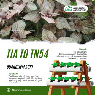 Tía Tô TN54 Trang Nông (1gram), hạt giống nảy mầm tốt, năng suất cao, trông quanh năm