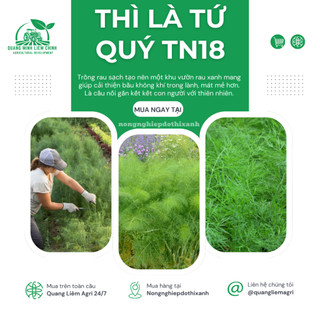 Thì Là Tứ Quý TN18 Trang Nông (10gram), hạt giống nảy mầm tốt, năng suất cao, trông quanh năm