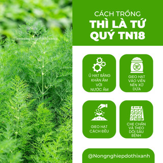 Thì Là Tứ Quý TN18 Trang Nông (10gram), hạt giống nảy mầm tốt, năng suất cao, trông quanh năm