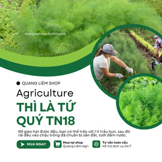 Thì Là Tứ Quý TN18 Trang Nông (10gram), hạt giống nảy mầm tốt, năng suất cao, trông quanh năm