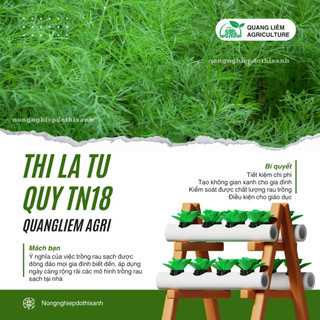 Thì Là Tứ Quý TN18 Trang Nông (10gram), hạt giống nảy mầm tốt, năng suất cao, trông quanh năm