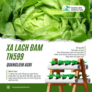 Xà Lách Đăm TN599 Trang Nông (2gram), hạt giống nảy mầm tốt, năng suất cao, trông quanh năm