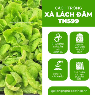 Xà Lách Đăm TN599 Trang Nông (2gram), hạt giống nảy mầm tốt, năng suất cao, trông quanh năm
