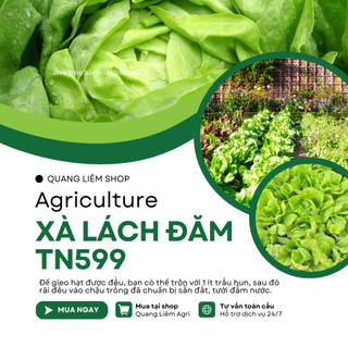 Xà Lách Đăm TN599 Trang Nông (2gram), hạt giống nảy mầm tốt, năng suất cao, trông quanh năm